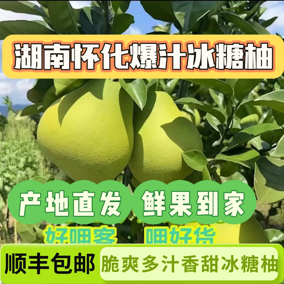 【顺丰包邮】湖南安江冰糖柚现采现发脆甜多汁药柚小苦柚老树精选果