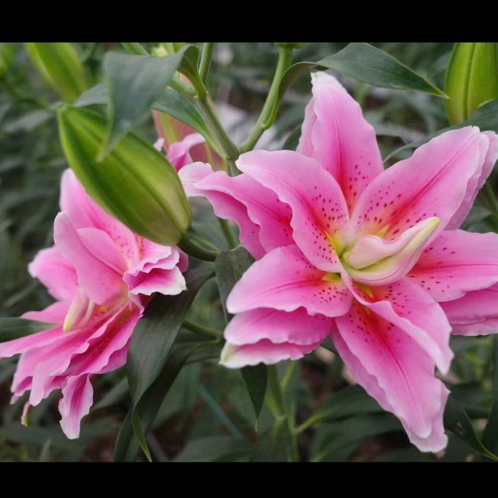 3颗百合种球【西亚拉14-16】重瓣系列庭院阳台