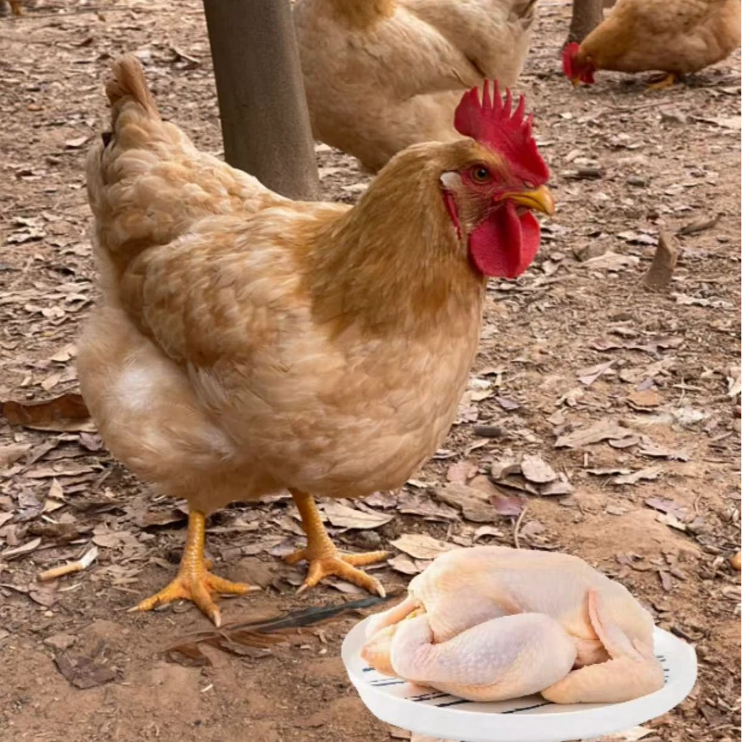 果园散养180天以上三黄母鸡 产蛋鸡  皮脆肉滑