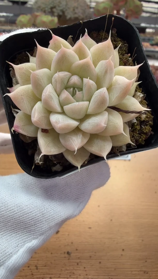 东云多肉园二店-101