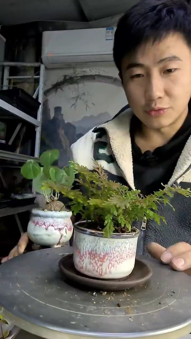 灰****啦中青园艺一物一拍480