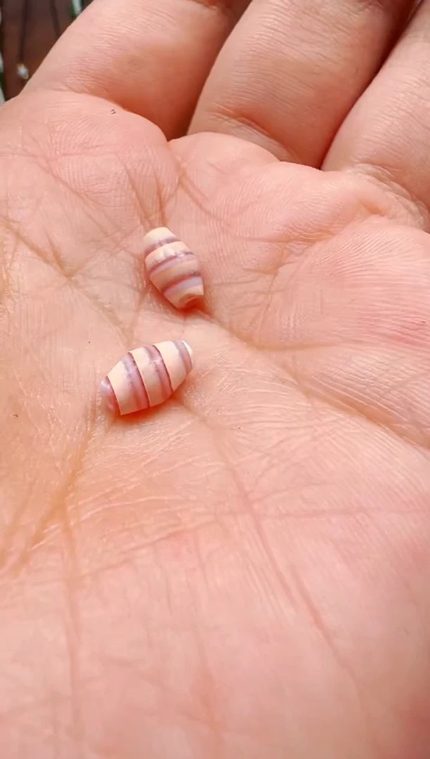 【肖钟出品】东南亚配珠