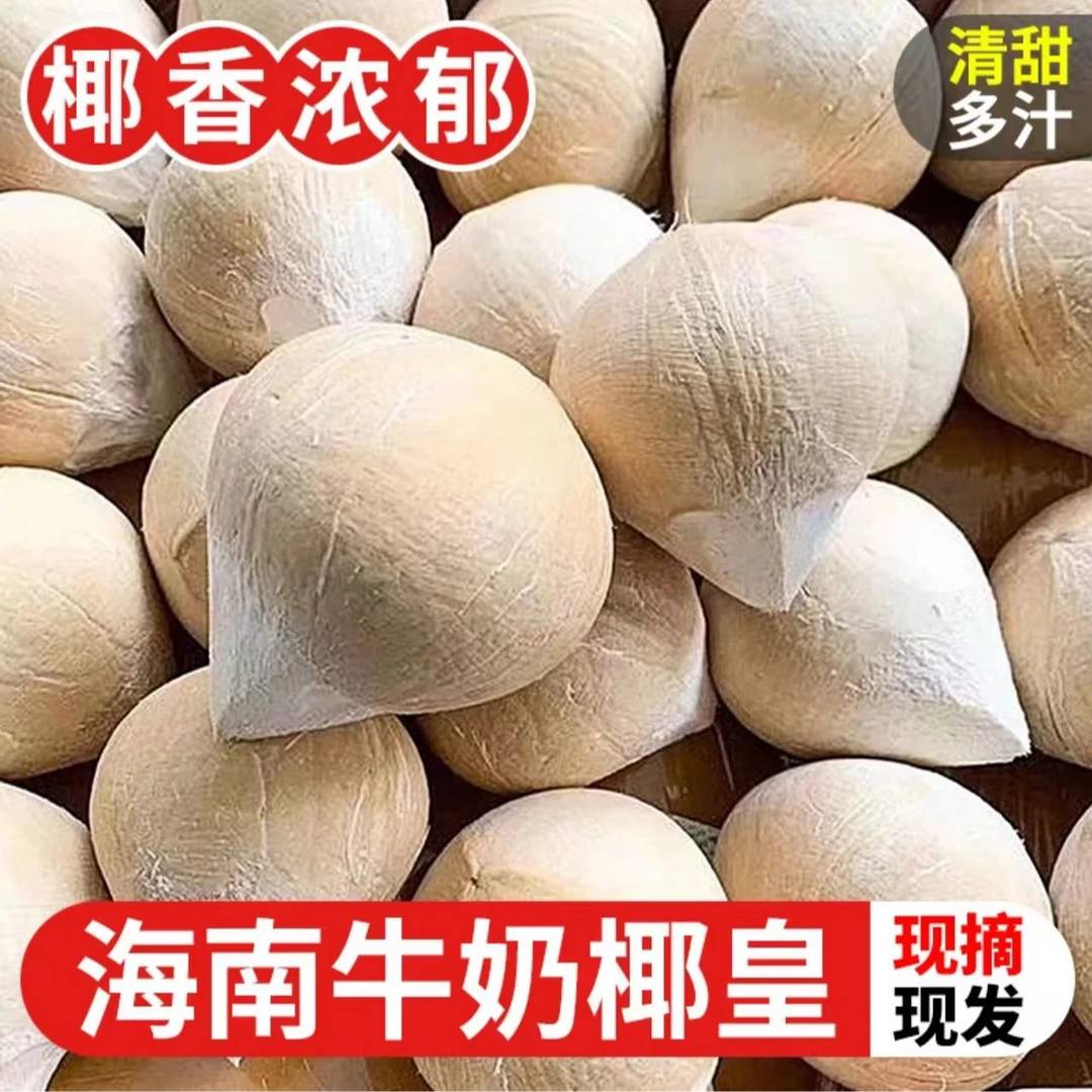 海南牛奶椰皇新鲜椰子应当季水果煲鸡汤老椰子椰宝汁椰青整箱包邮