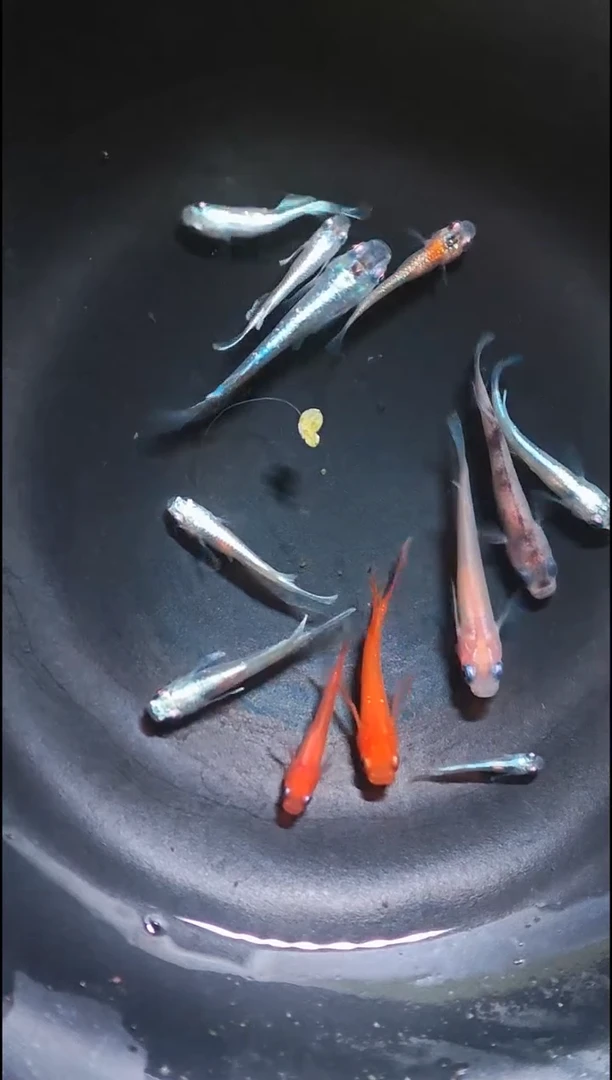 青鳉鱼观背青鳉009