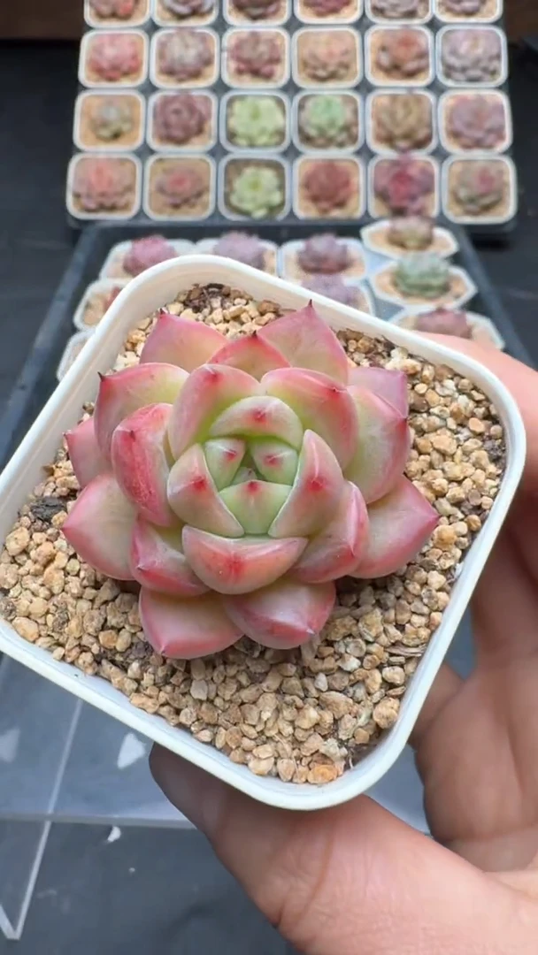 【闪购商品】245号珍妮多肉一物一拍3单包邮