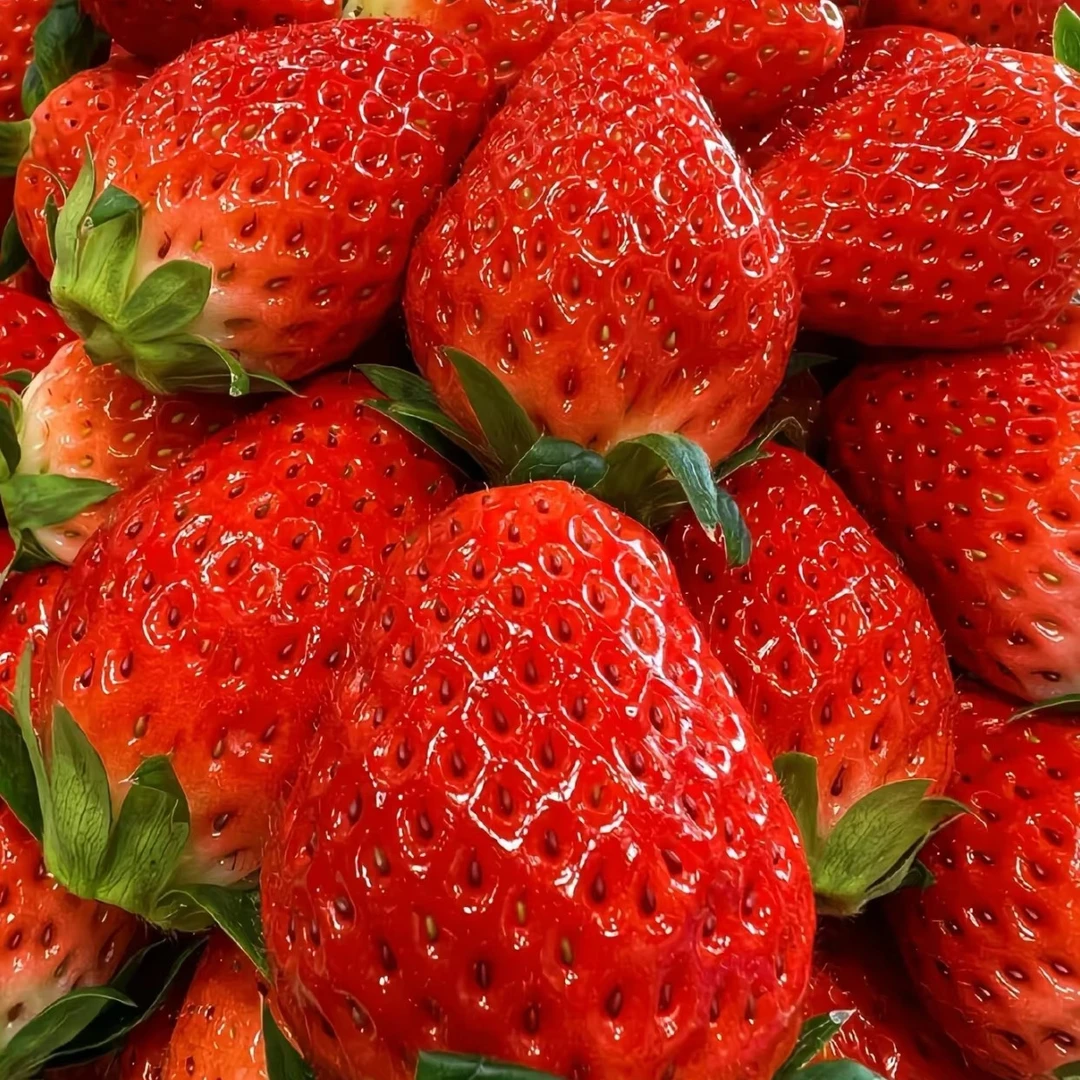 特大果3.6斤尊享丹东99草莓奶油草莓新鲜多汁奶糯香甜1斤3斤草莓草莓草莓草莓辽宁省