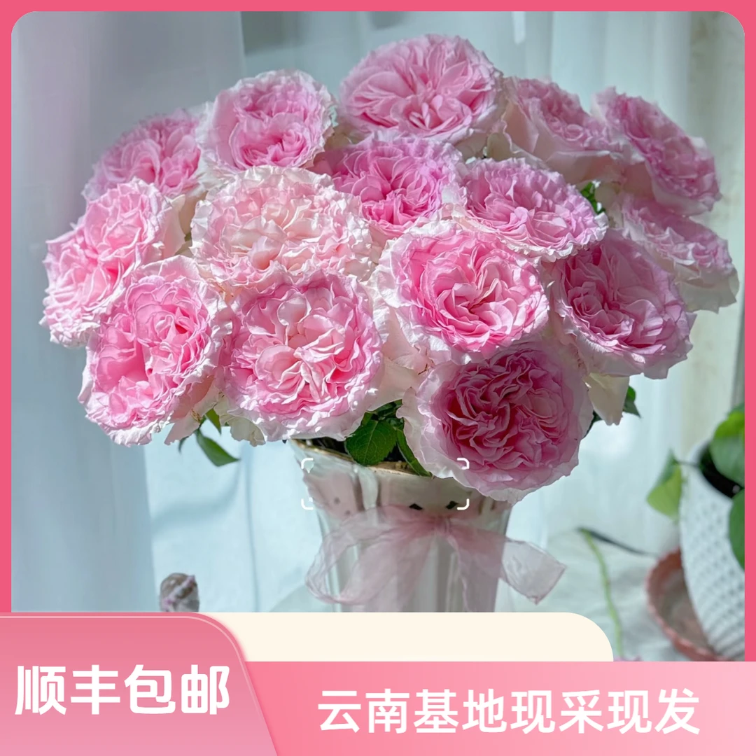 【花喜甄选】洛神20支玫瑰鲜花云南基地现摘现发顺丰包邮