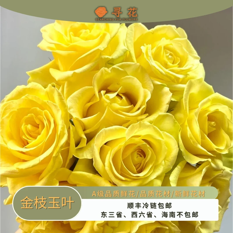 金枝玉叶-A级玫瑰-云南鲜切玫瑰花-云南昆明斗南基地直发切花鲜花