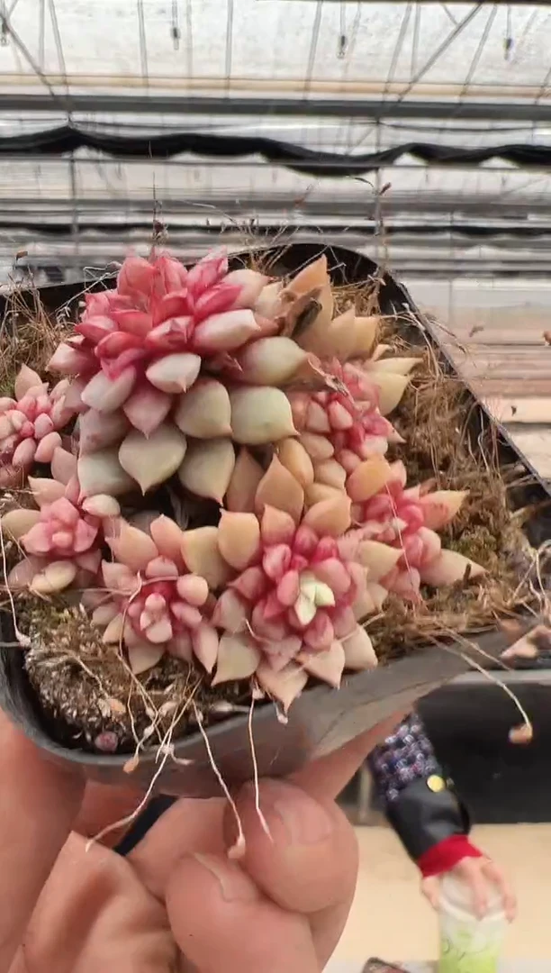 【闪购商品】新款多肉-148