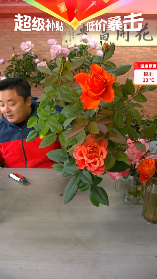 当前无花朵，栽培后可花朵朝霞