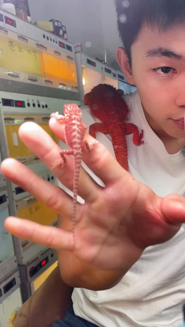 鬃狮蜥鬃狮蜥大苗