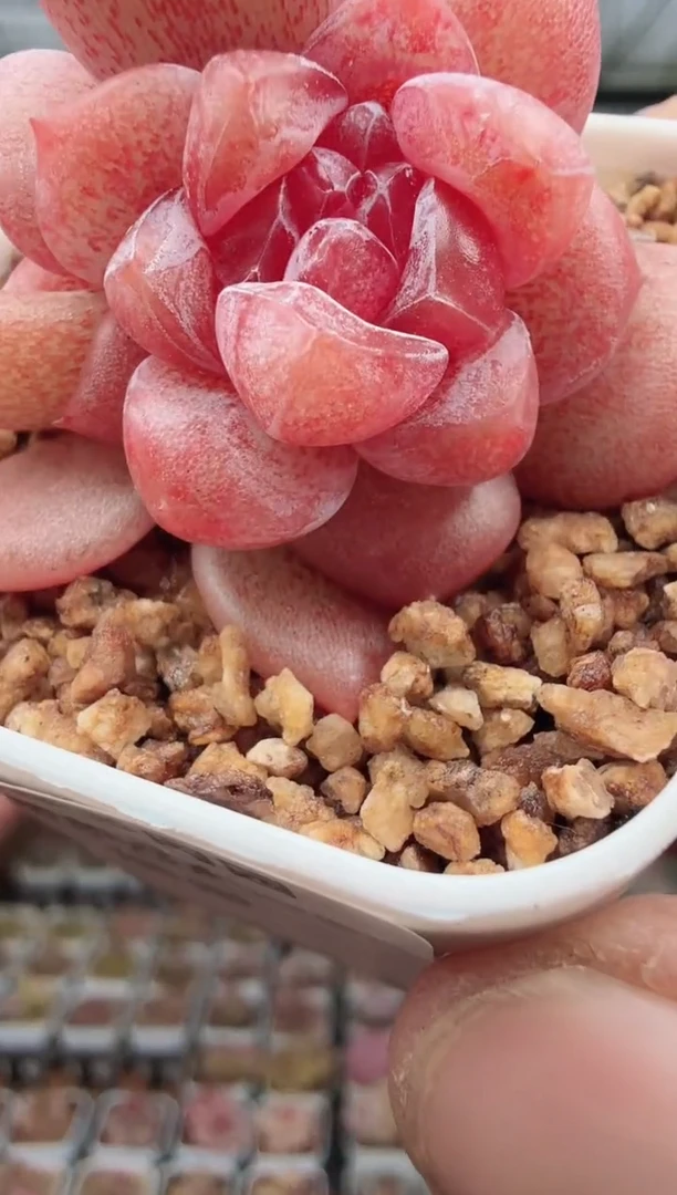 东云多肉园新款-36