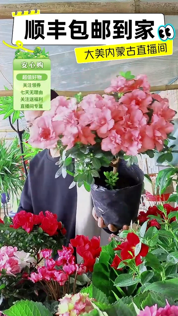 完全开放粉色杜鹃