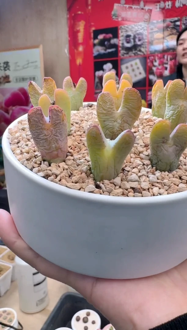 【闪购商品】26-6锦鲤红将一颗
