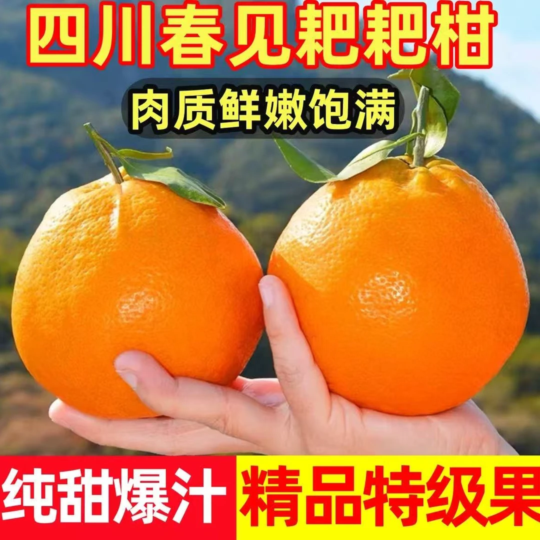 四川春见耙耙柑新鲜应季水果细嫩多汁香甜可口xp