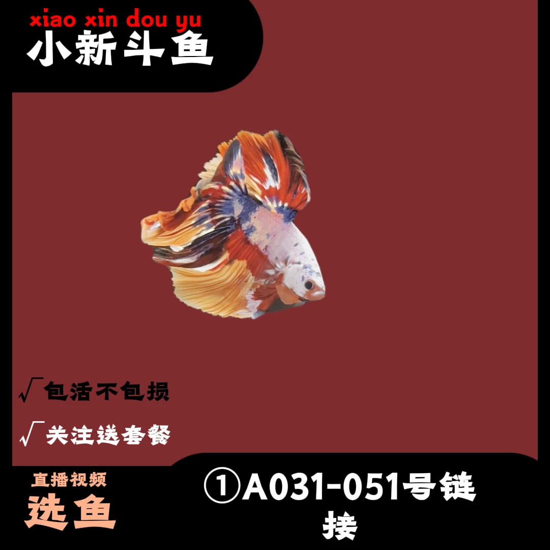 AAA精品(031-072）斗鱼直播间半月婚纱好养耐活宠物鱼