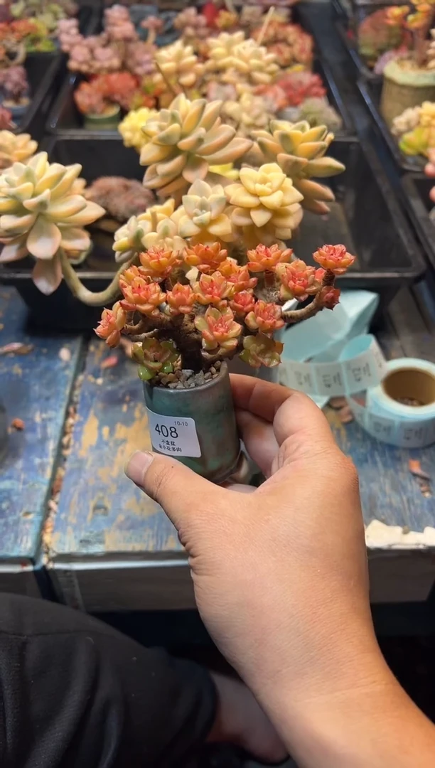 M**W408          不带盆