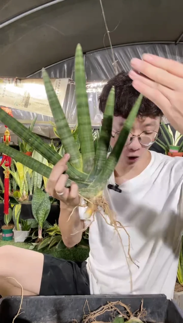 佛手兰裸根4叶起12.8