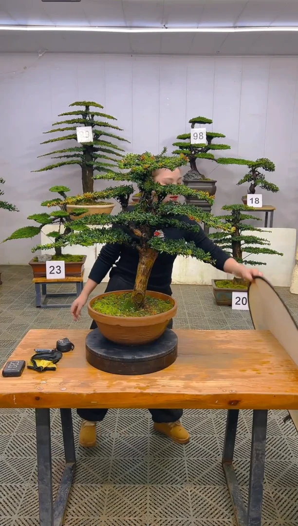 无花朵一物一拍一物一拍