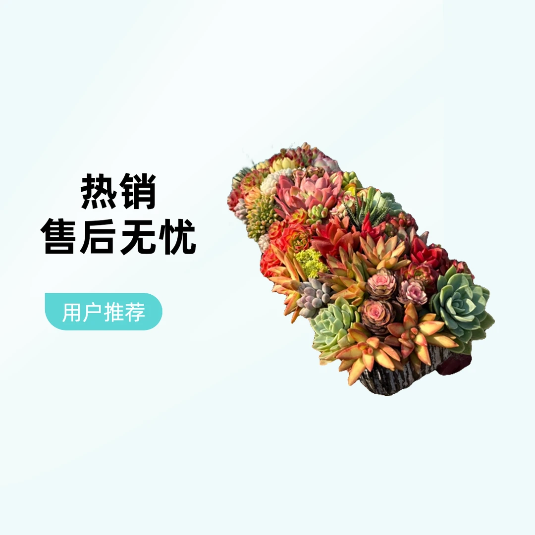 景天造景（浪漫花海）长条款室内外均可摆放 适合各种场合 好养好活