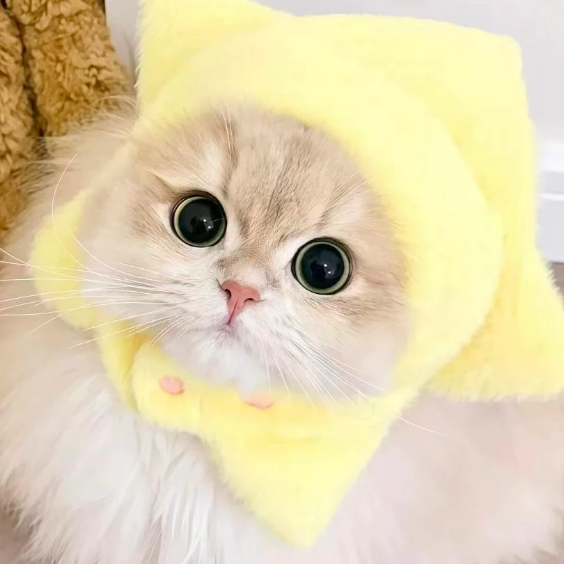 XL冻干主食全价猫粮