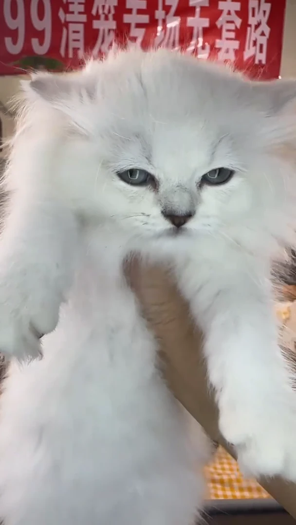 金吉拉银色弟弟两个月