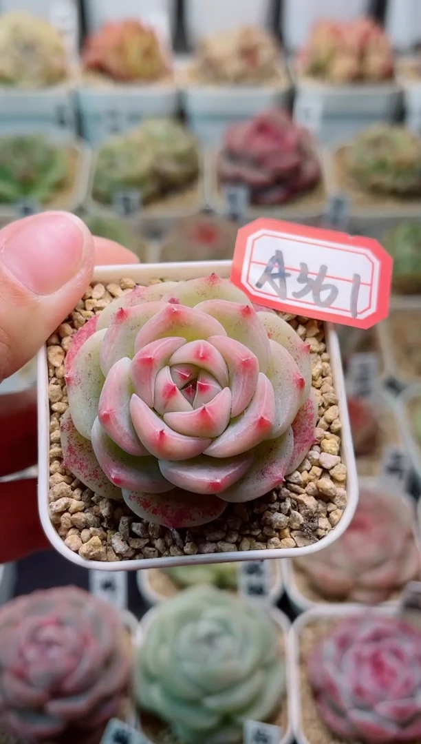 【闪购商品】A361菩提一物一拍