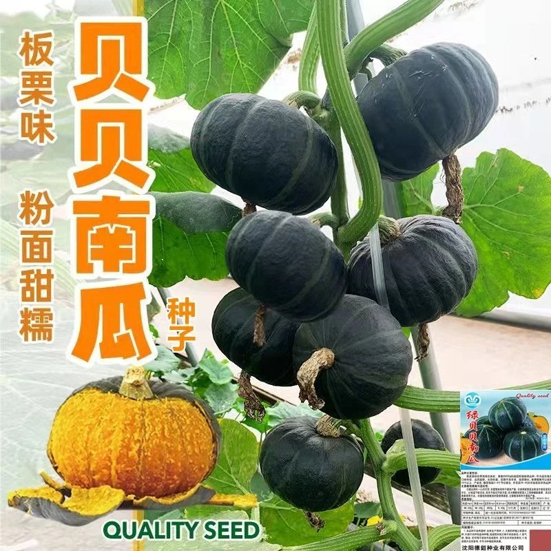 贝贝南瓜种子新品种超甜板栗味迷你南瓜种子香糯春季水果蔬菜种子