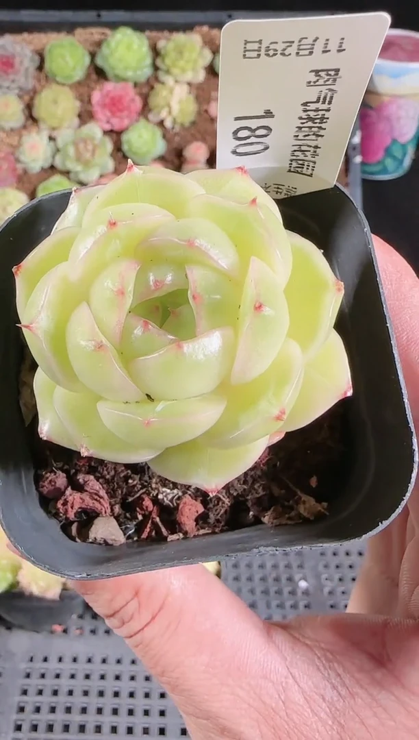 多肉1129-180群生不包整