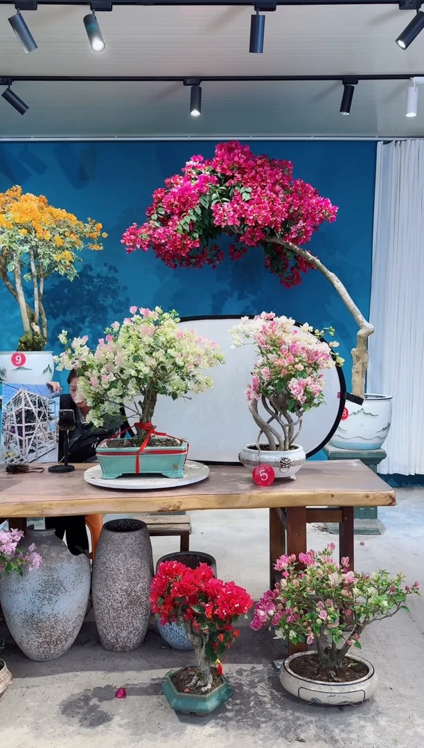 全部花朵哦****哦三角梅三角梅