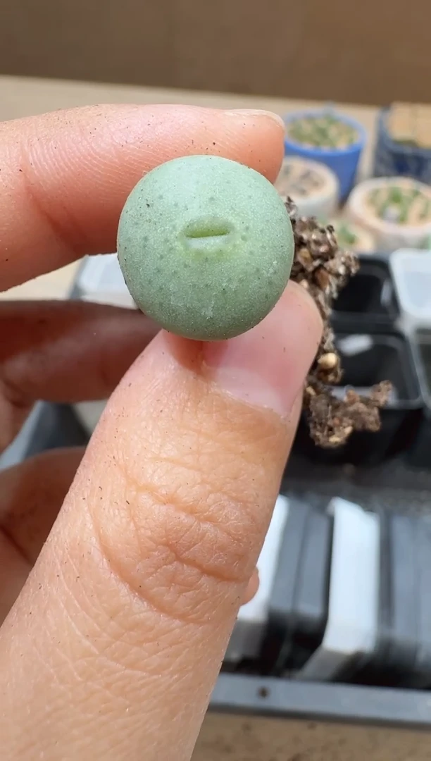 多肉植物肉锥16-22