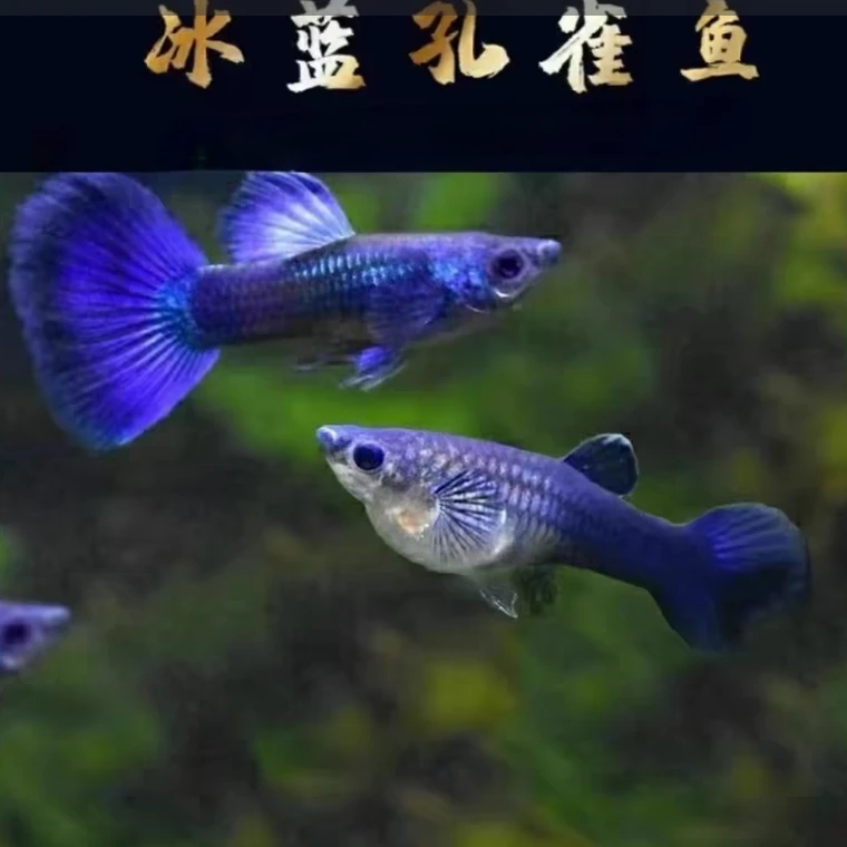 冰蓝种鱼 小型热带观赏鱼