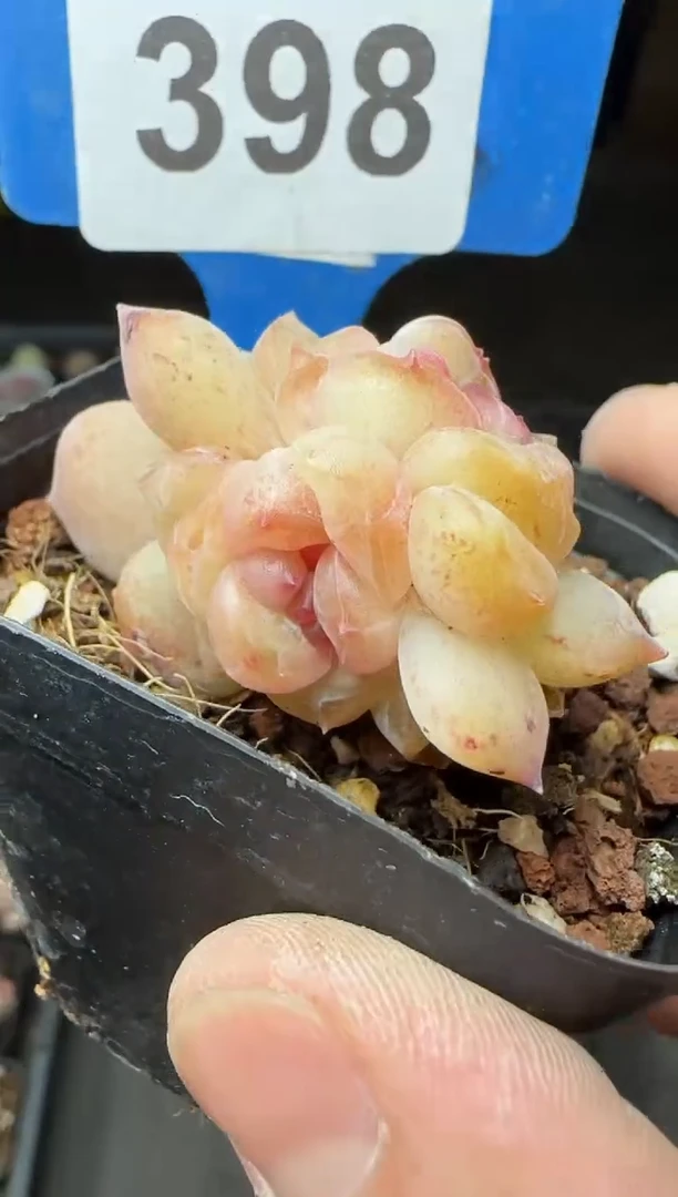 【闪购商品】一物一拍0216—398