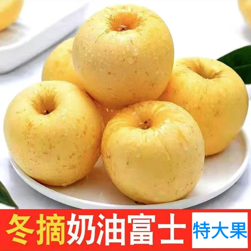 【特大果-直播福利】山东烟台奶油富士新鲜脆甜苹果产地直发直播