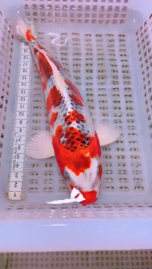 锦鲤冷水观赏鱼全场包邮143