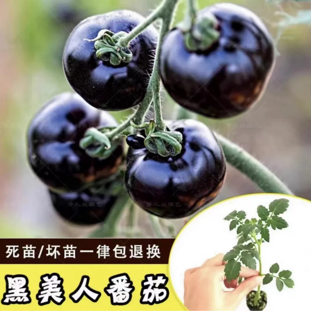 【山东省寿光市正版黑番茄苗】基地直发阳台盆栽小院均可种植