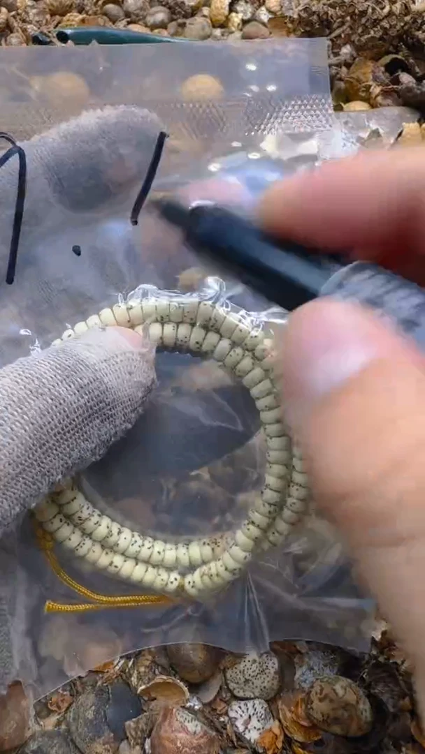 【闪购商品】星月菩提吊坠青稞手作文玩9