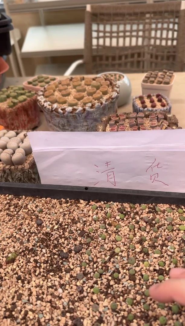 6-11多肉植物肉锥小杏红嘴2颗
