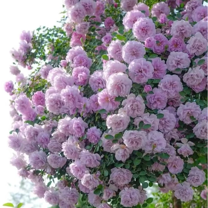 【宏哥月季】藤本月季  花墙拱门优选  适栽阳台露台庭院  多季开花