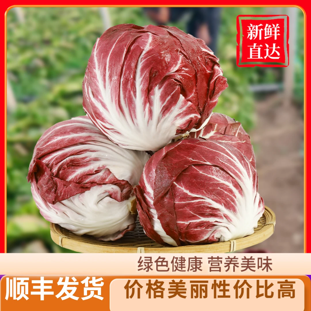 新鲜红菊苣（红绣球）健身沙拉食材低卡蔬菜芝麻菜红叶包菜1/5斤