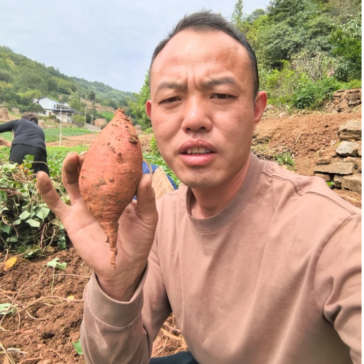 新鲜现挖恩施黄心蜜薯软糯香甜无筋无丝粗粮