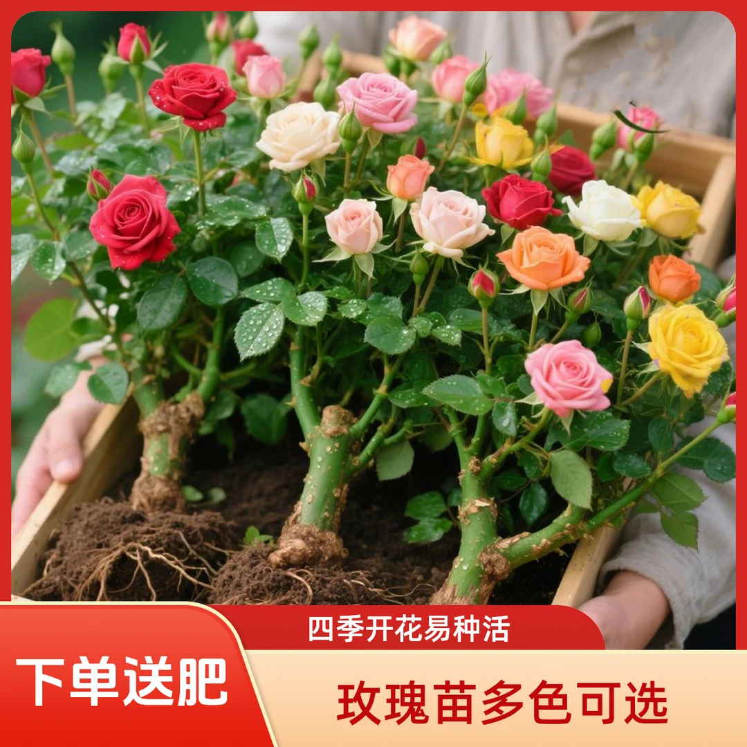 【直播专属】云南昆明 玫瑰花苗盆栽老桩大花浓香四季开花卉绿植物