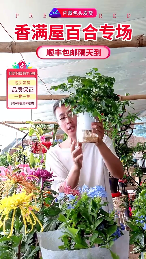 完全开放水培幸福树