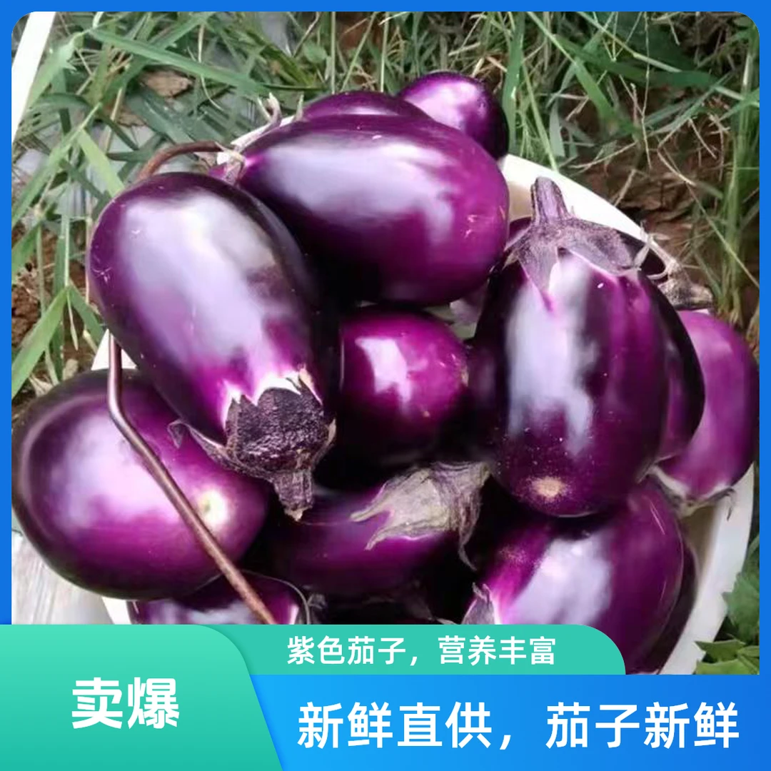 湖南衡阳耒阳新鲜夏日尝鲜采摘现摘现发本地茄子