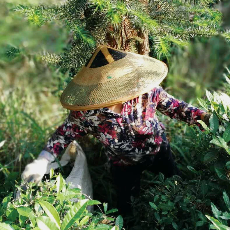 【2015年芙蓉山斧砍千两】国津黑茶代拍链接