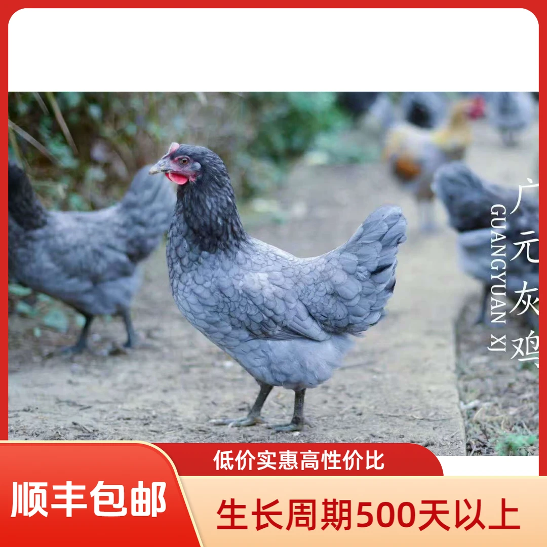 【广元剑门关灰鸡】（母）跑山鸡农村正宗散养黑脚灰鸡老土鸡