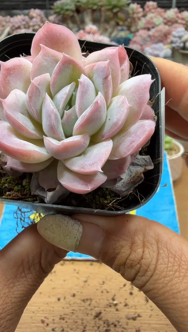 东云多肉园二店-186