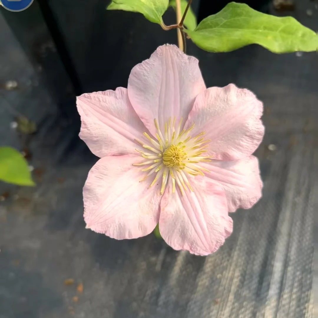 铁线莲 新品 二类早花 [粉色庆典] 粉色单瓣庭院阳台爬藤庭院花卉