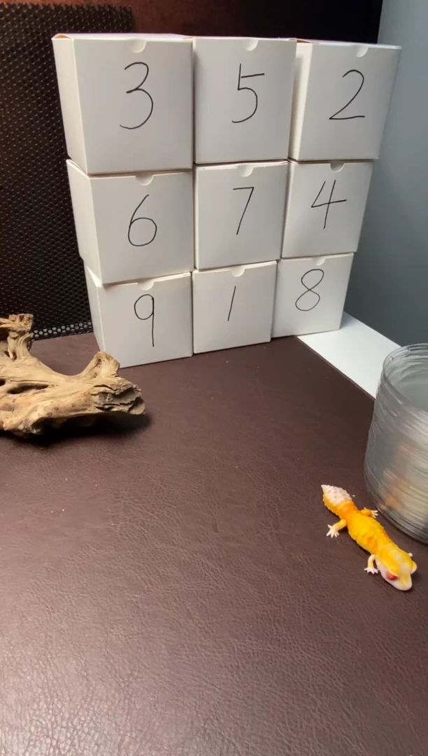 睫角守宫鳞与尾 Scale Tail 爬宠神秘盒子9睫角