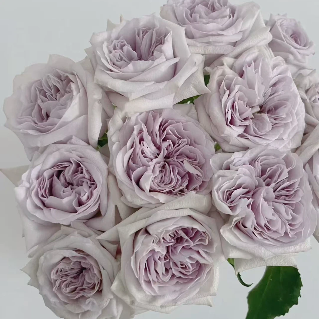 （牛牛甄选）AA级紫荔枝单头玫瑰 云南基地现采现发 一单也包邮